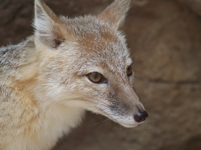 Swift Fox