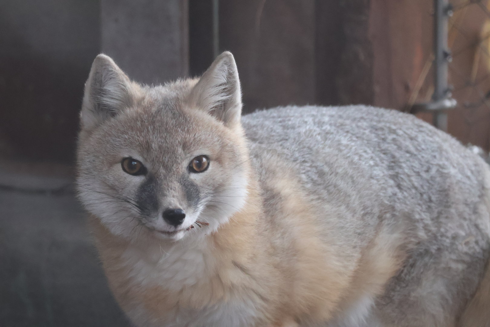 Swift Fox