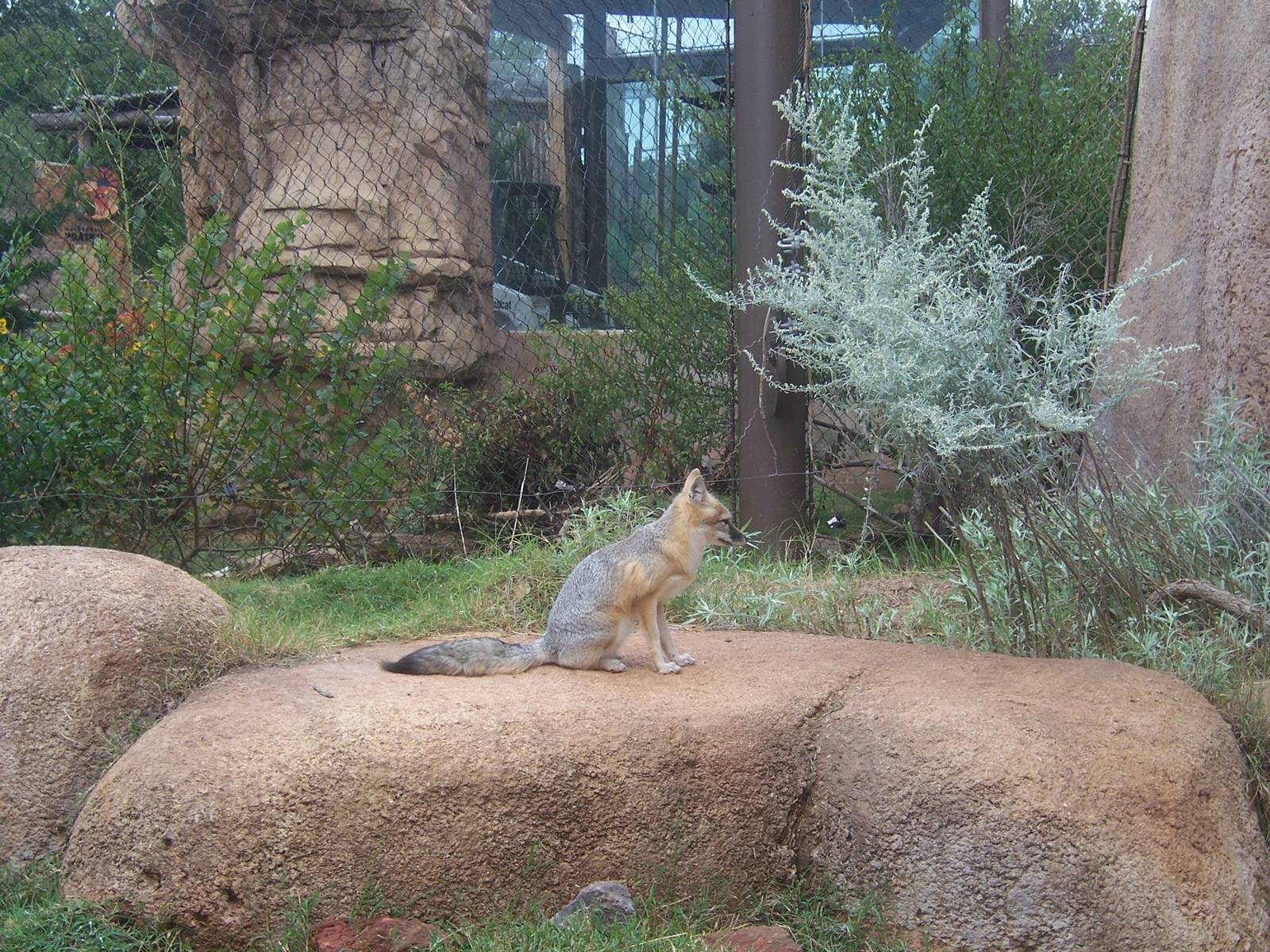 Swift Fox