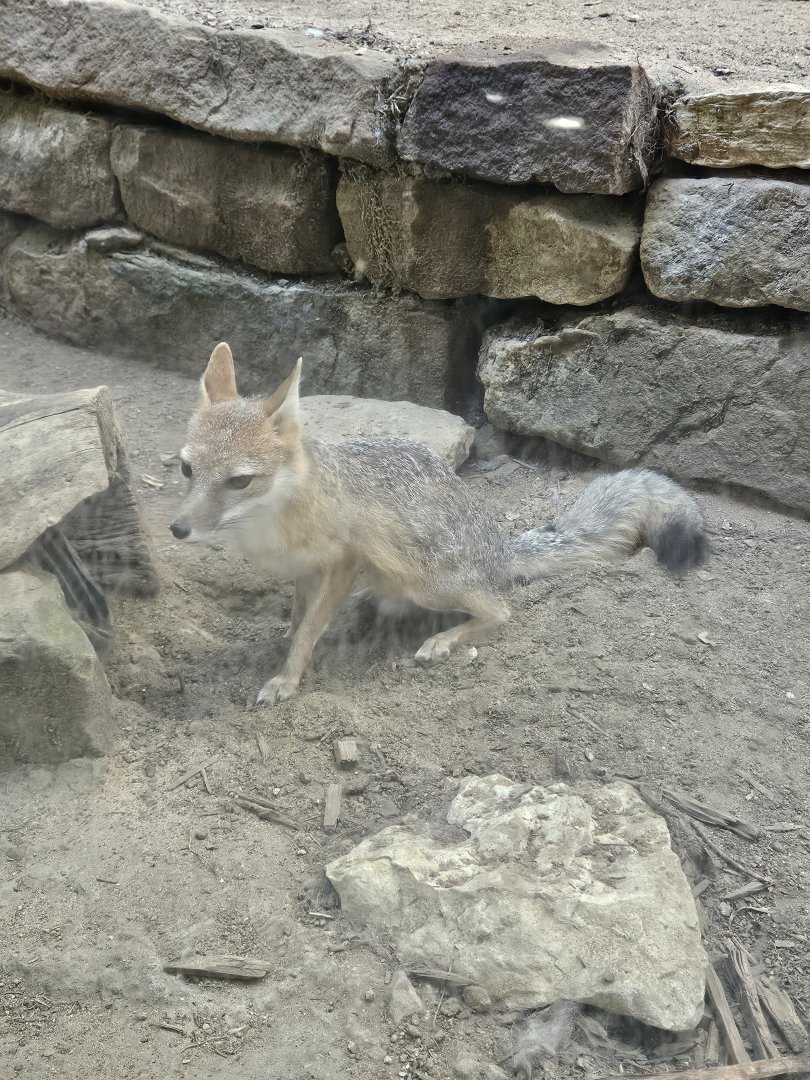 Swift Fox