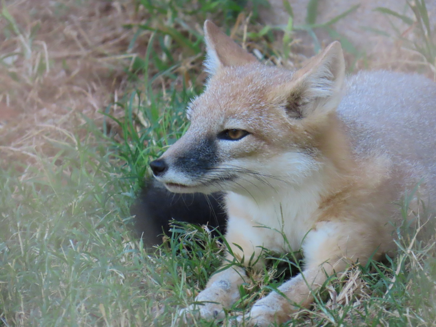 Swift Fox