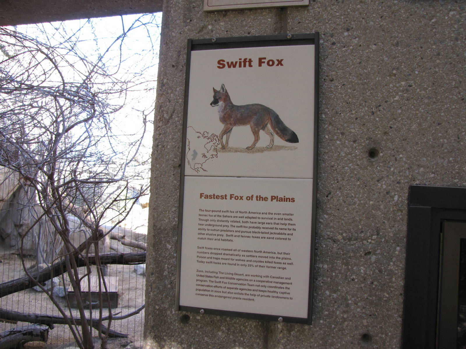 Swift Fox