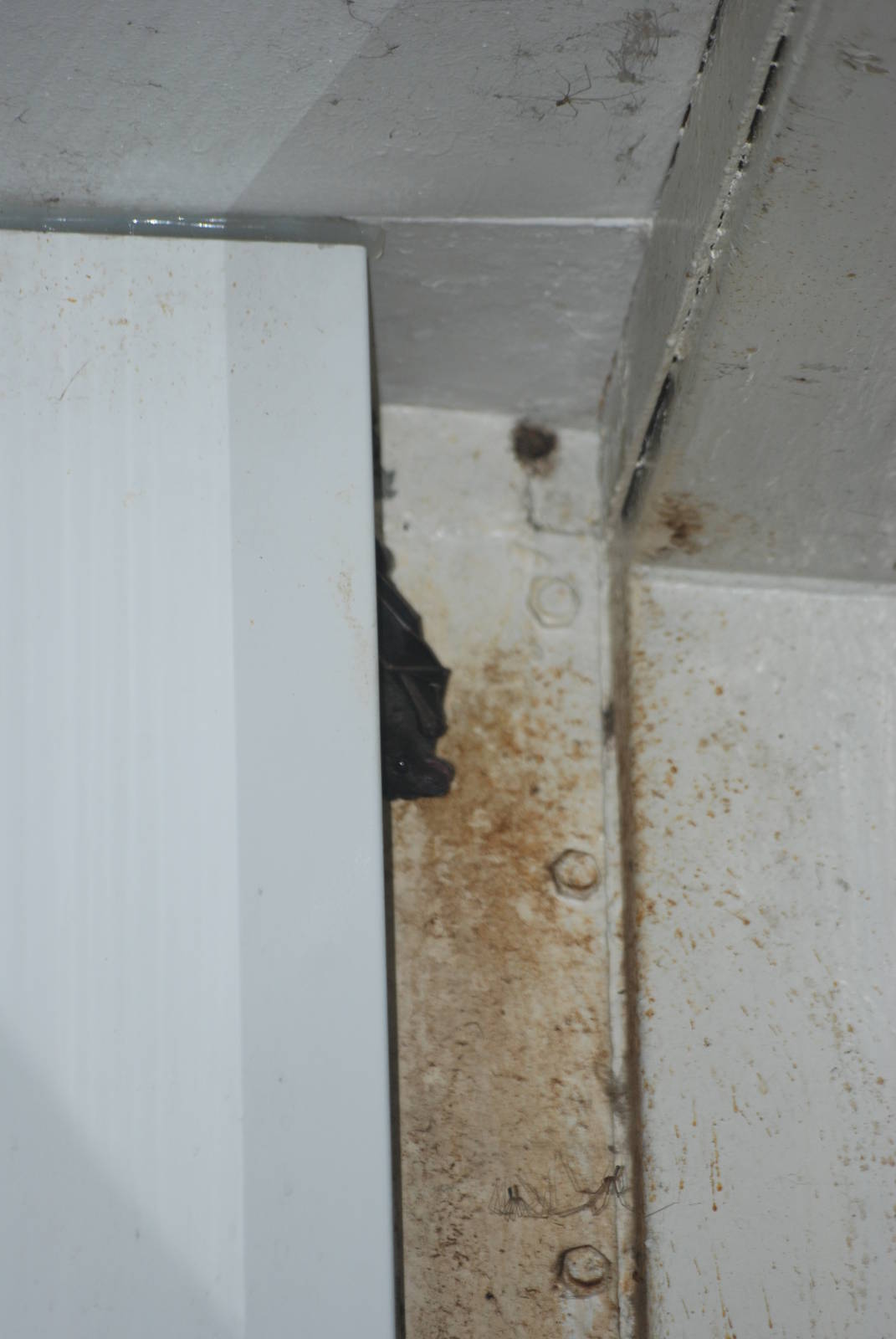 Swift Fruit Bat at Tierpark Berlin, 01/09/11