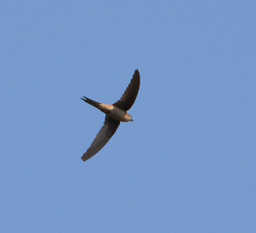 Swift  ID?