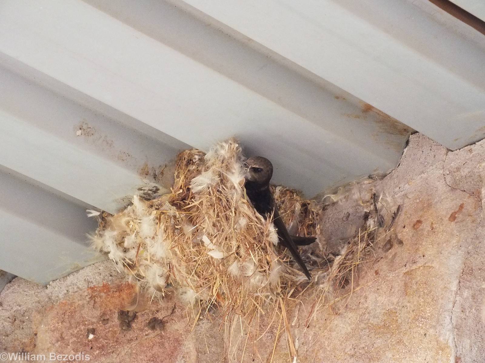 Swift in Nest - Maasai Mara