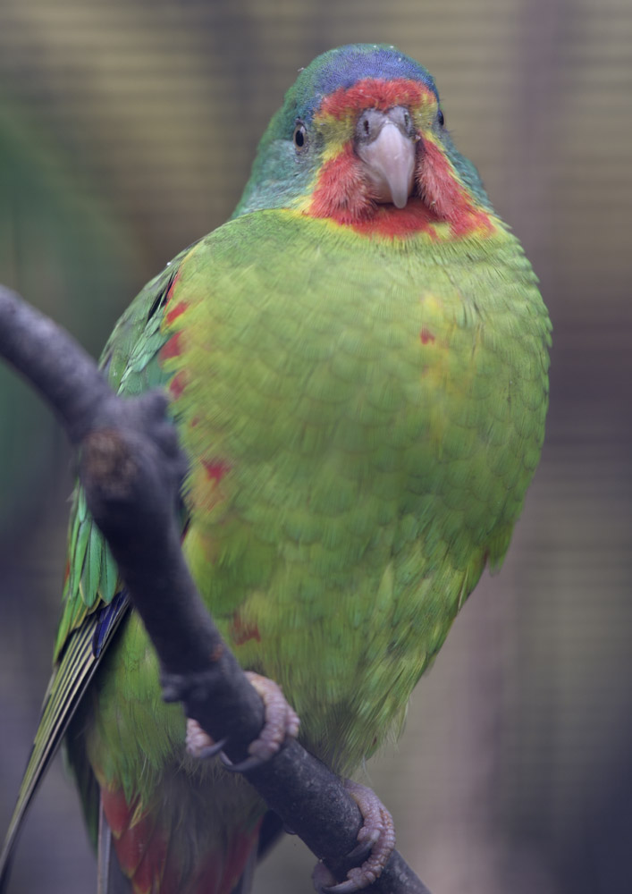 Swift parakeet