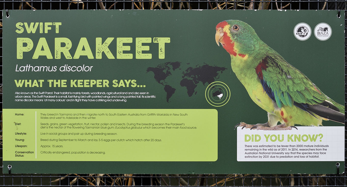 Swift parakeets at a Theme Park?