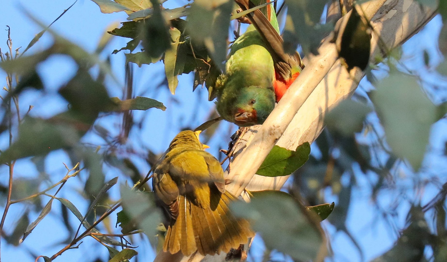 Swift Parrot and Bell Miner