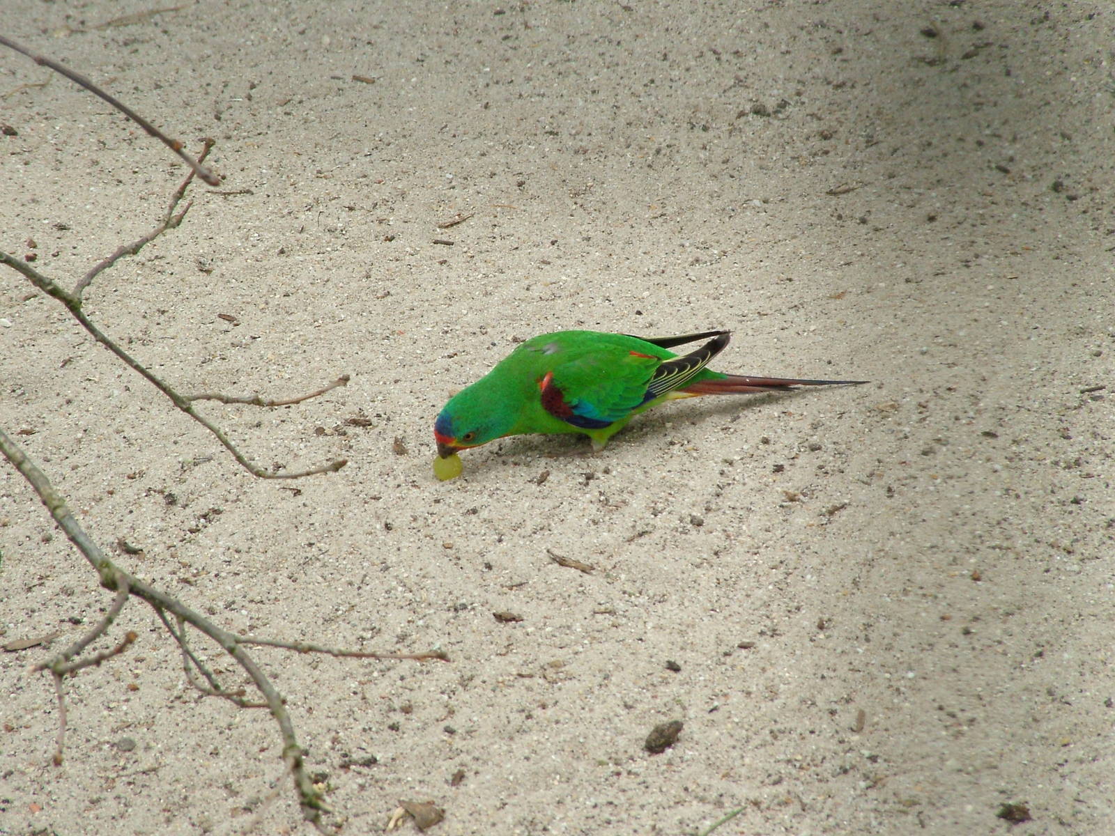 Swift Parrot at Plantaria 14/05/09