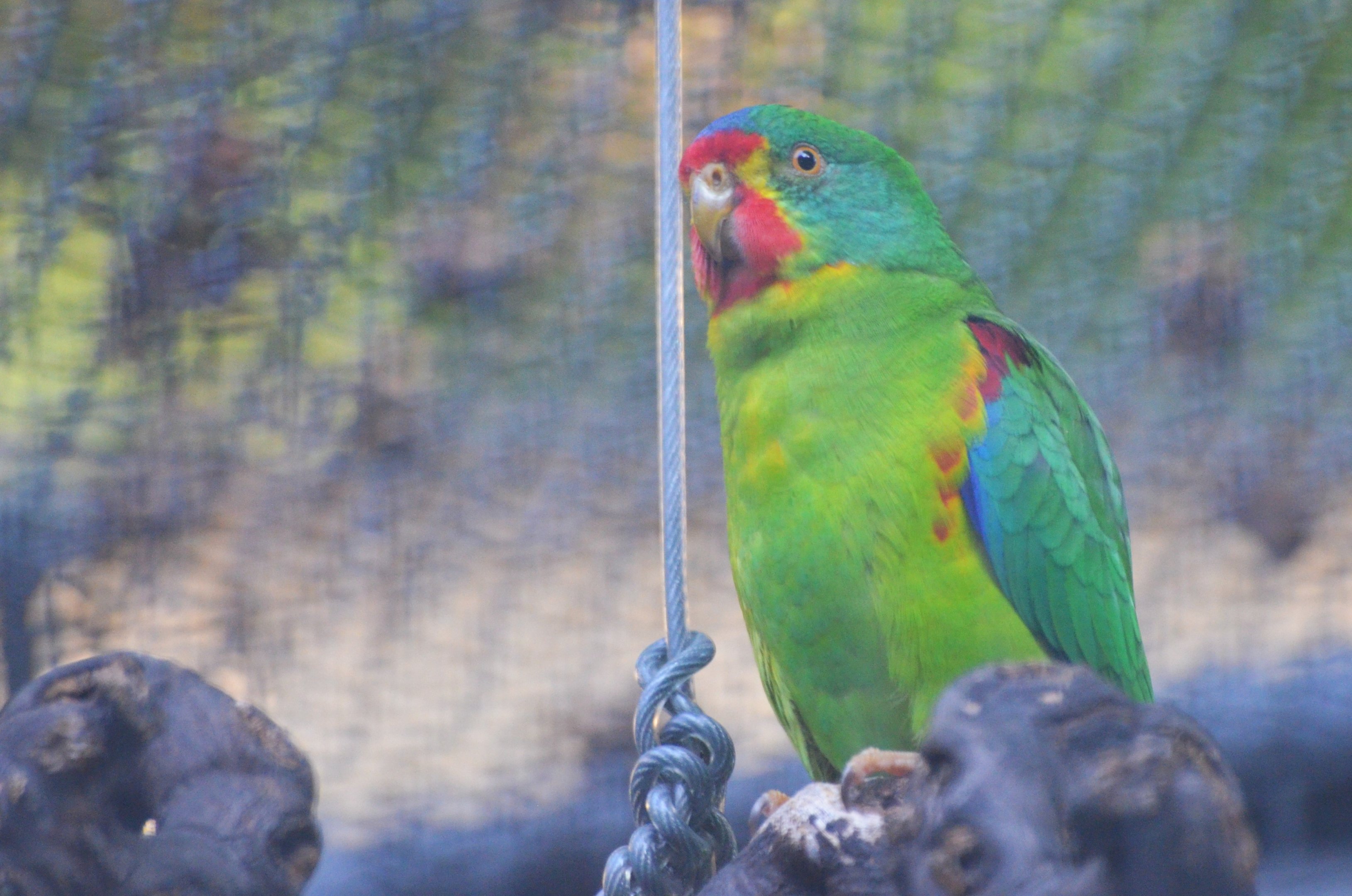 Swift Parrot at Voliere Zurich (Mythenquai), 13/09/16