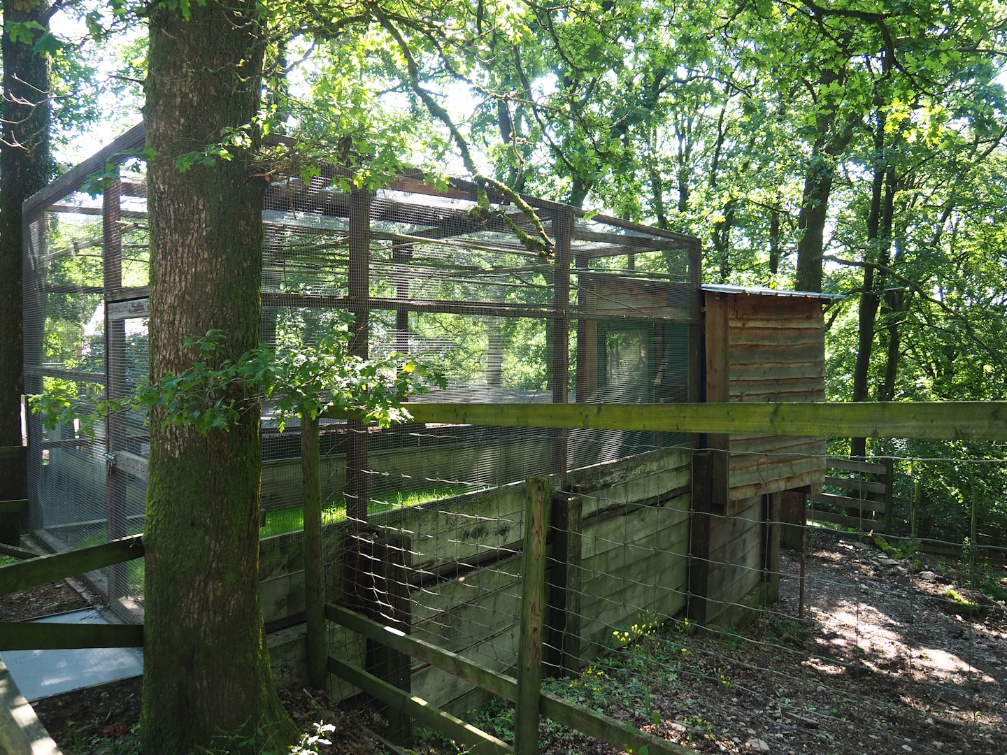 Swift parrot aviary, 2023-06-24