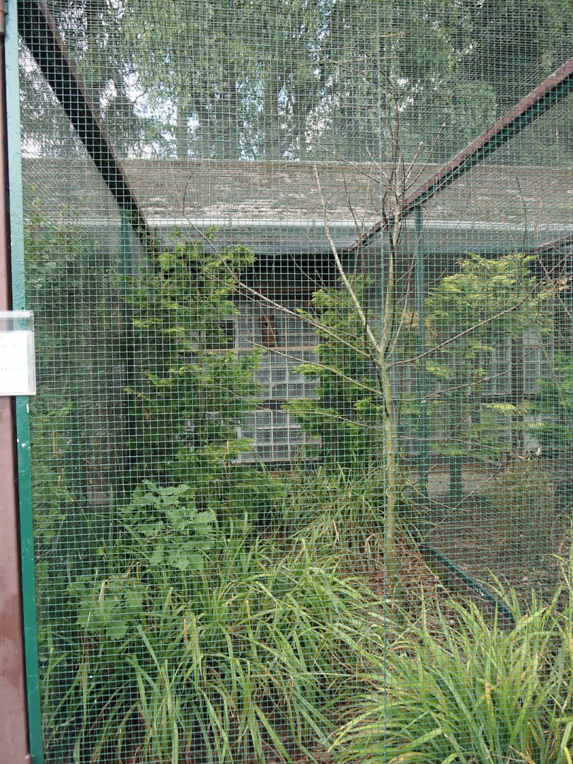 Swift parrot aviary, 2024-05-23