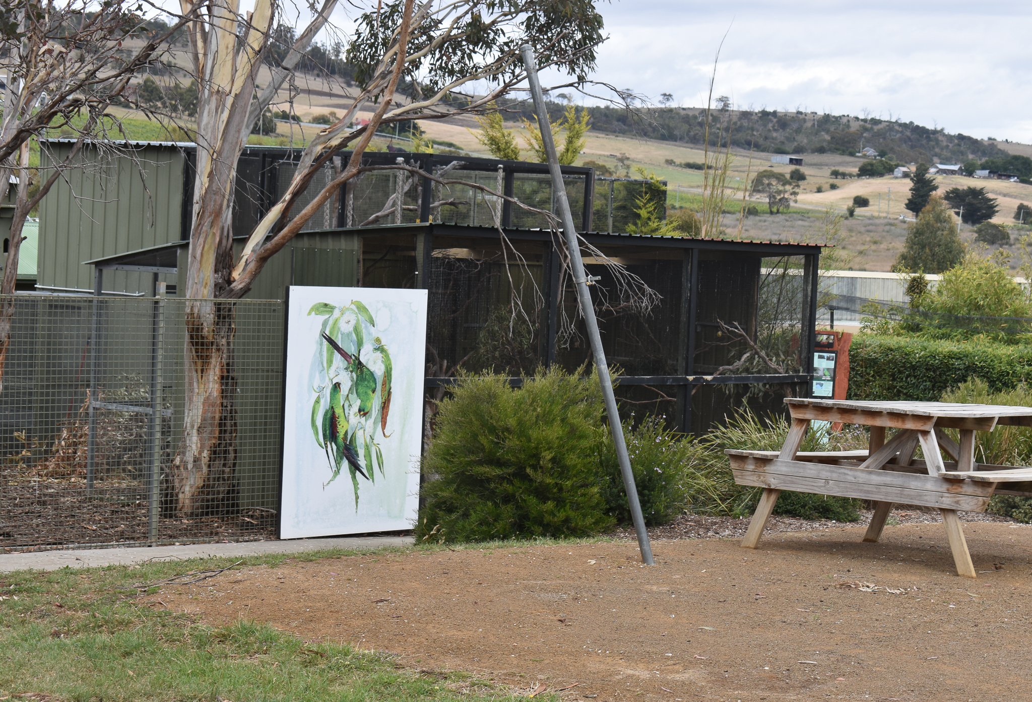 Swift Parrot aviary