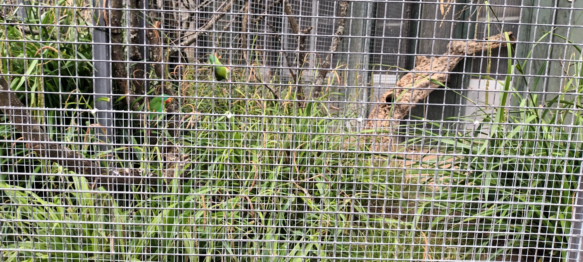 Swift Parrot Aviary