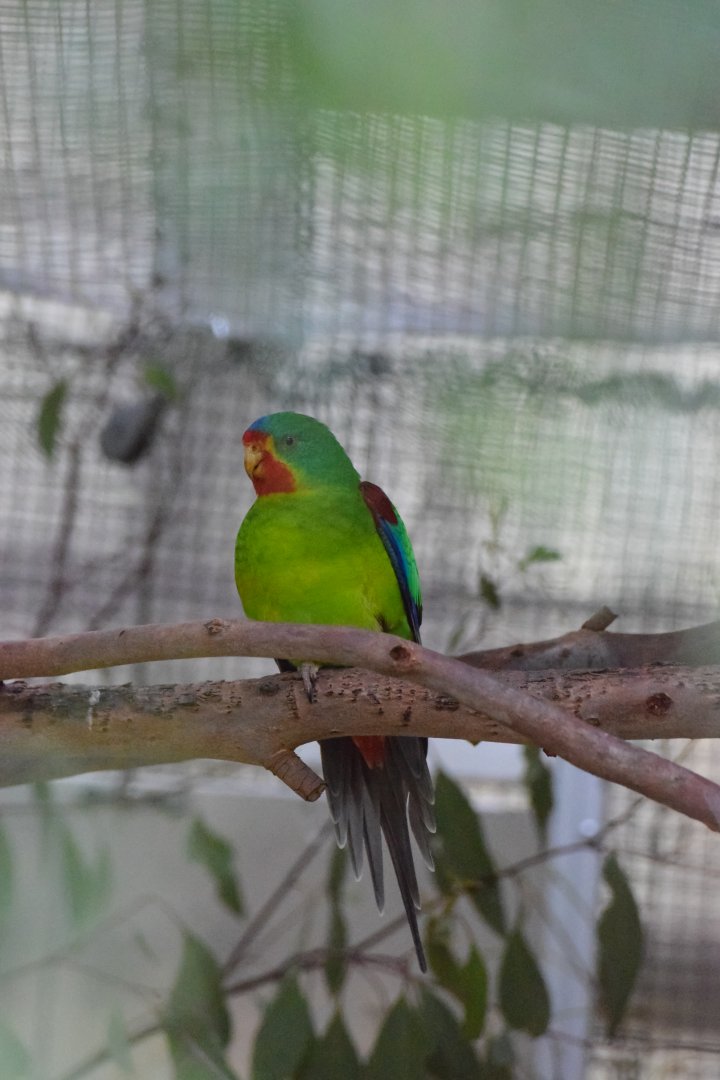 Swift Parrot in the Fighting Extinction Aviary