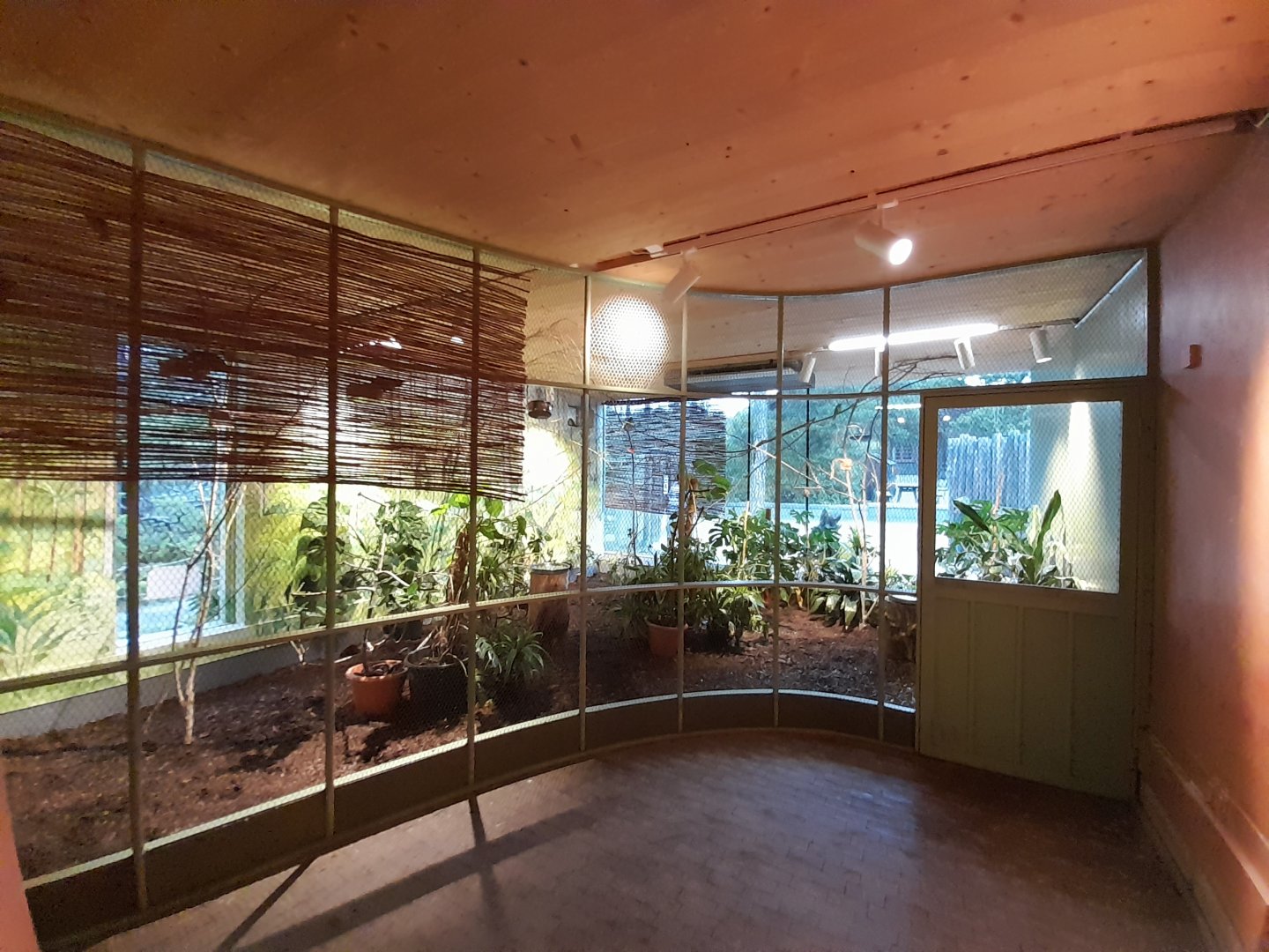 Swift parrot indoor aviary