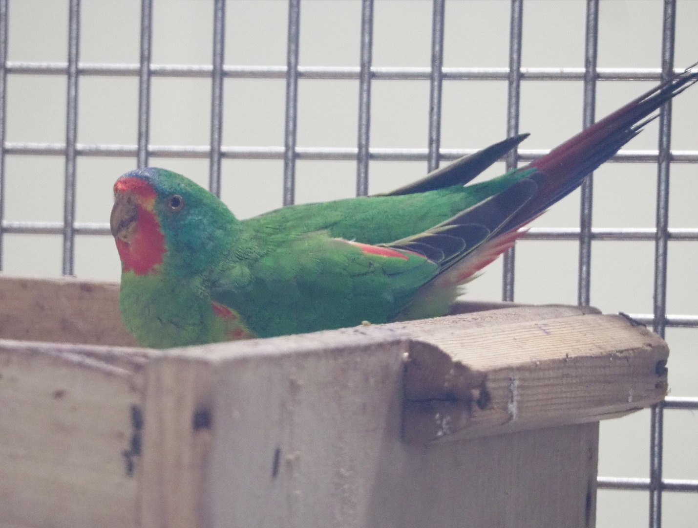 Swift parrot (Lathamus discolor), 2020-05-24