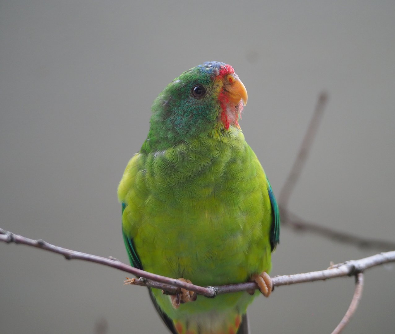 Swift parrot (Lathamus discolor), 2020-06-28
