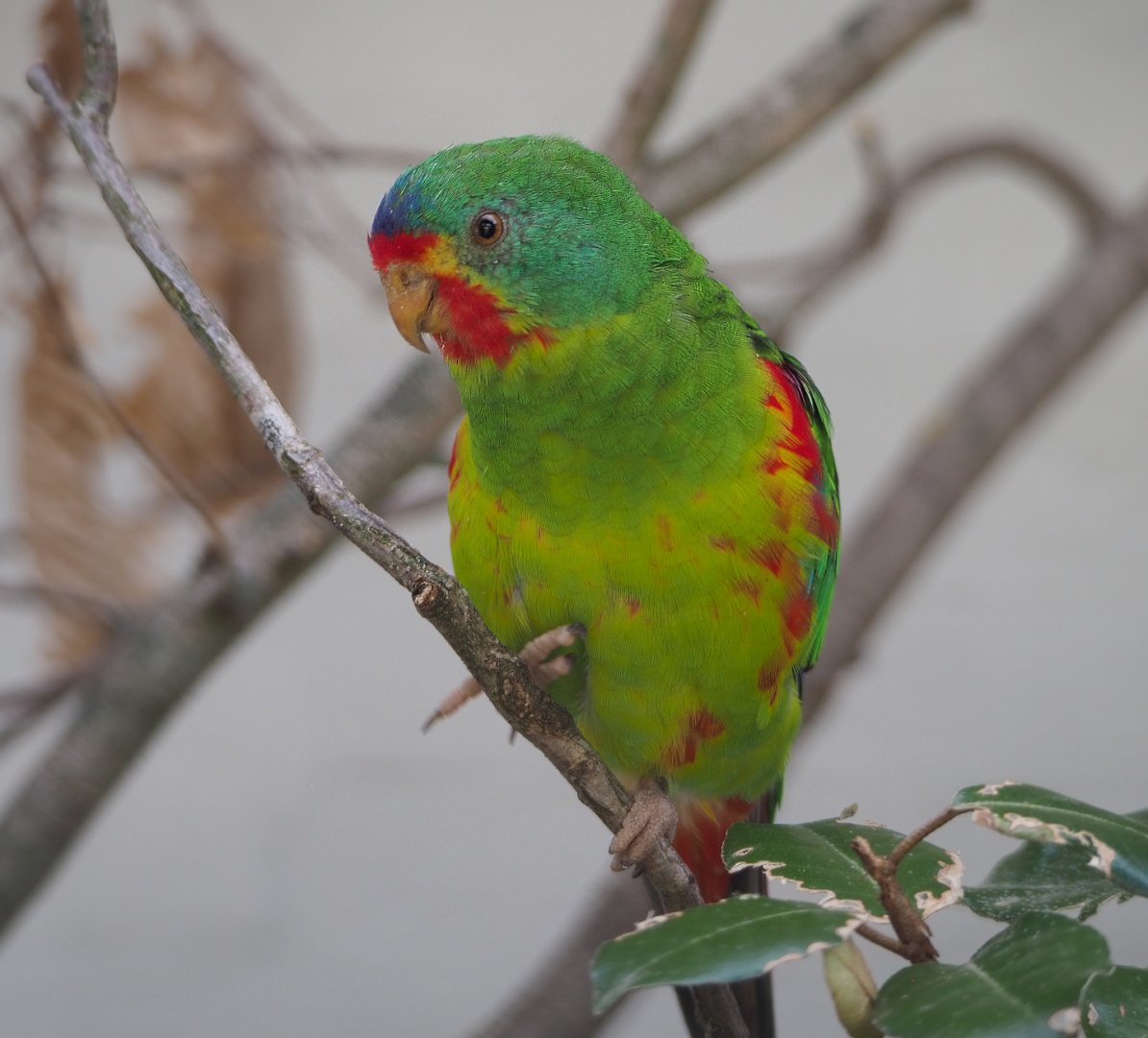 Swift parrot (Lathamus discolor), 2020-06-28