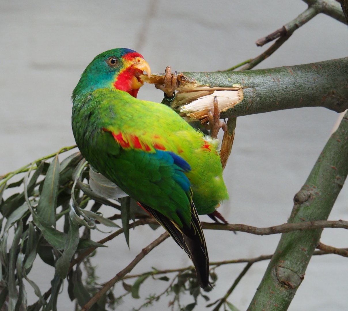 Swift parrot (Lathamus discolor), 2021-06-12