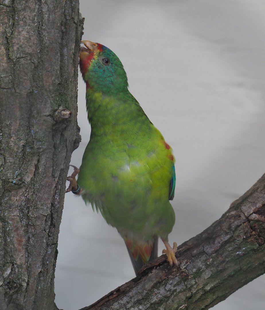Swift parrot (Lathamus discolor), 2021-07-17