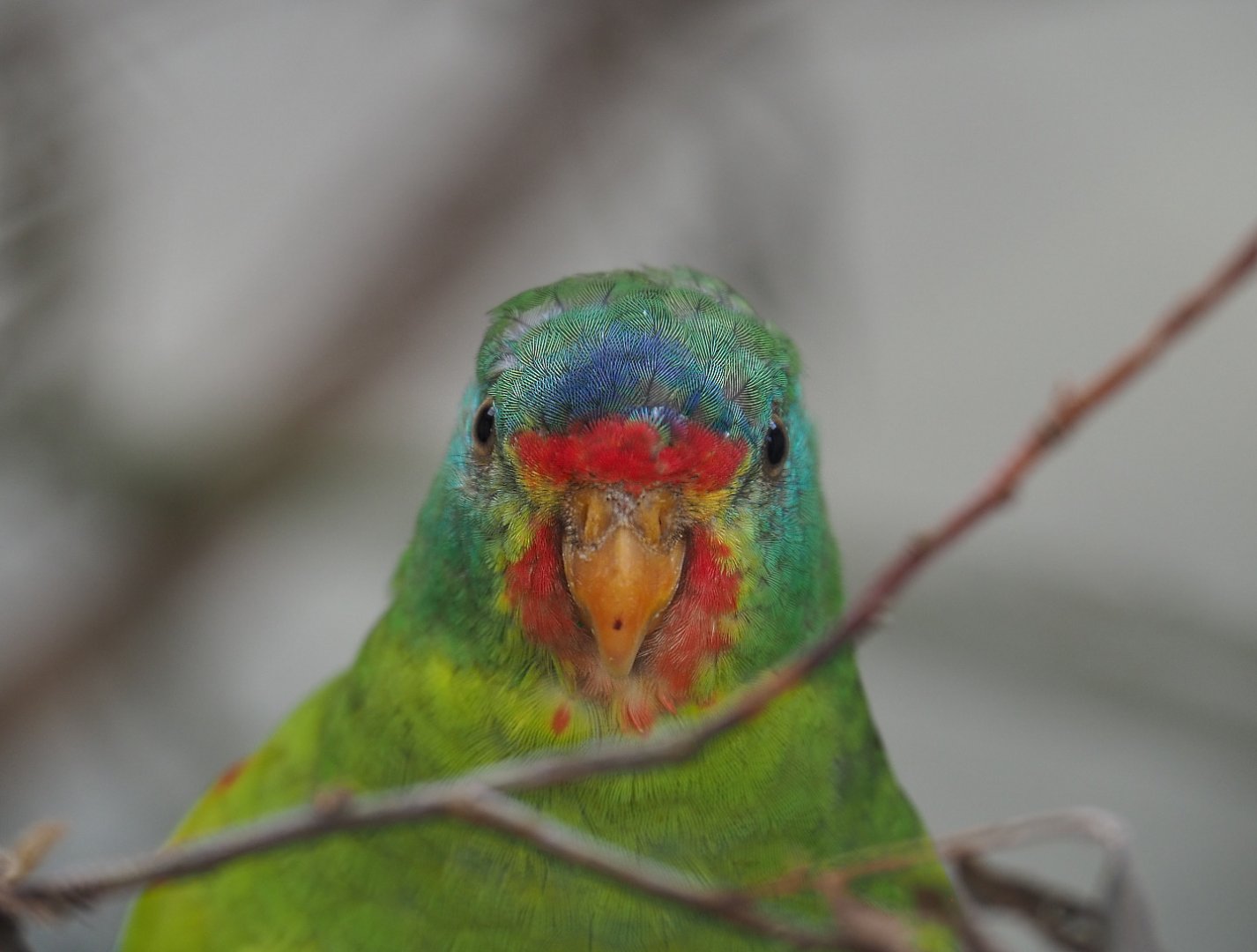 Swift parrot (Lathamus discolor), 2021-07-17