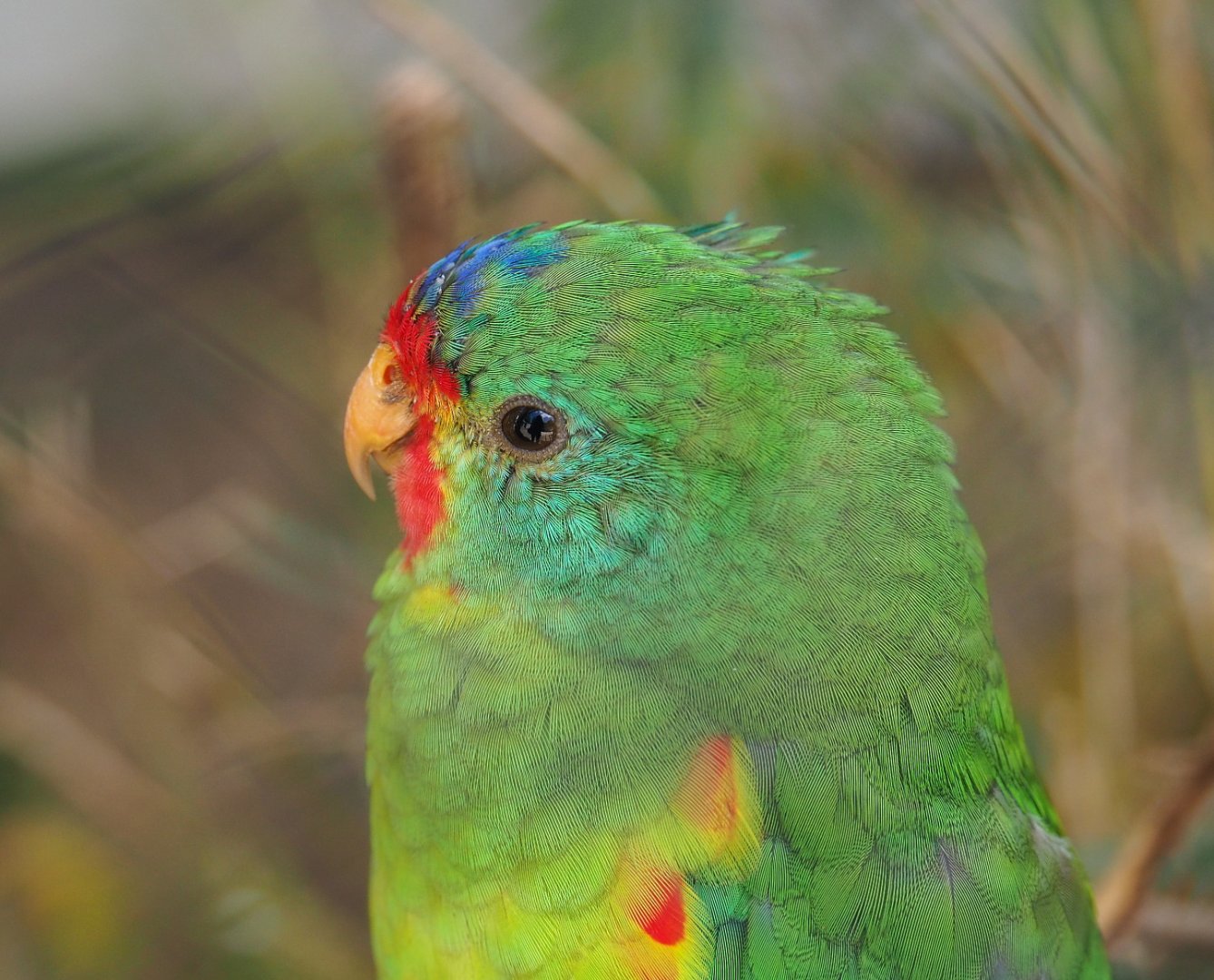 Swift parrot (Lathamus discolor), 2021-07-17