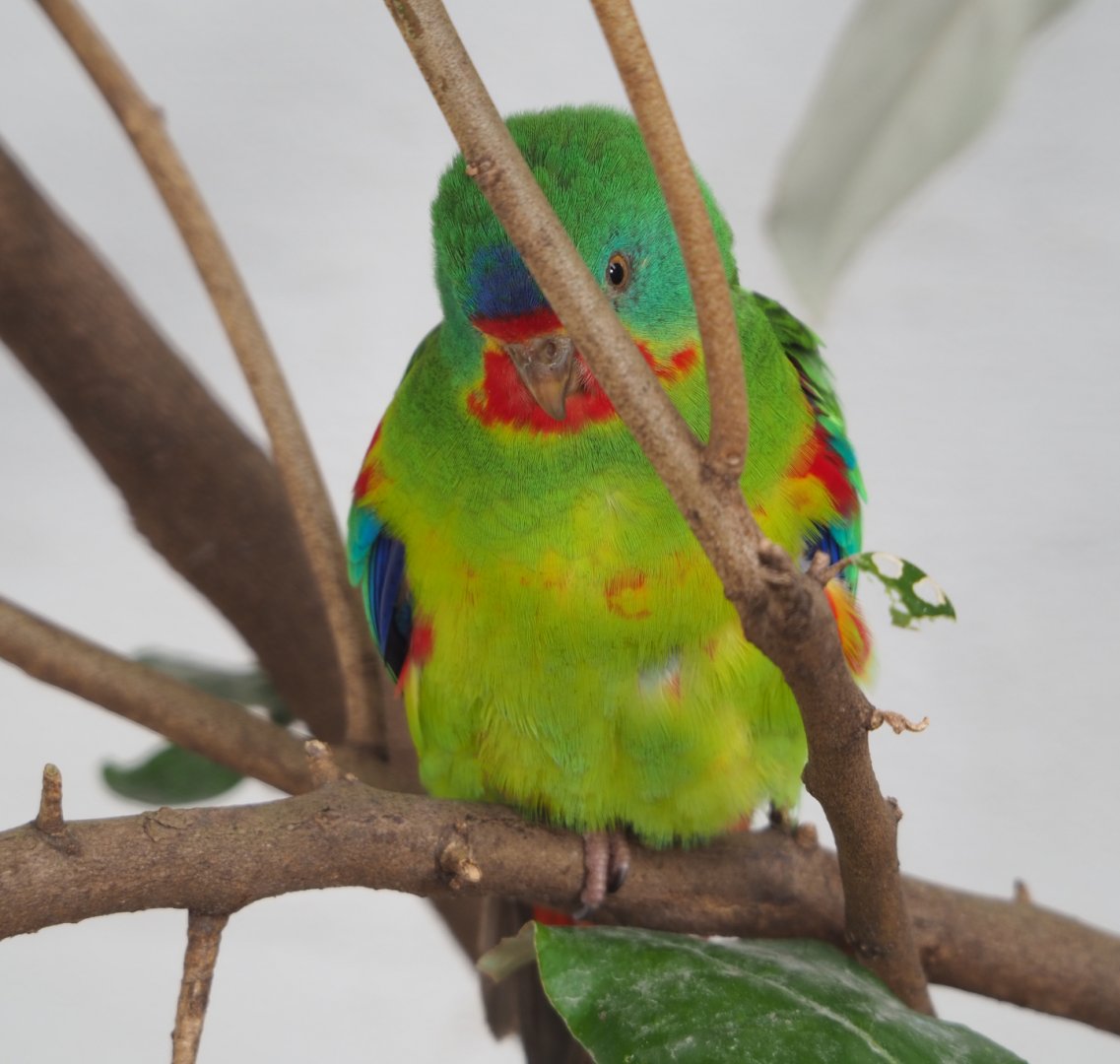 Swift parrot (Lathamus discolor), 2022-03-16
