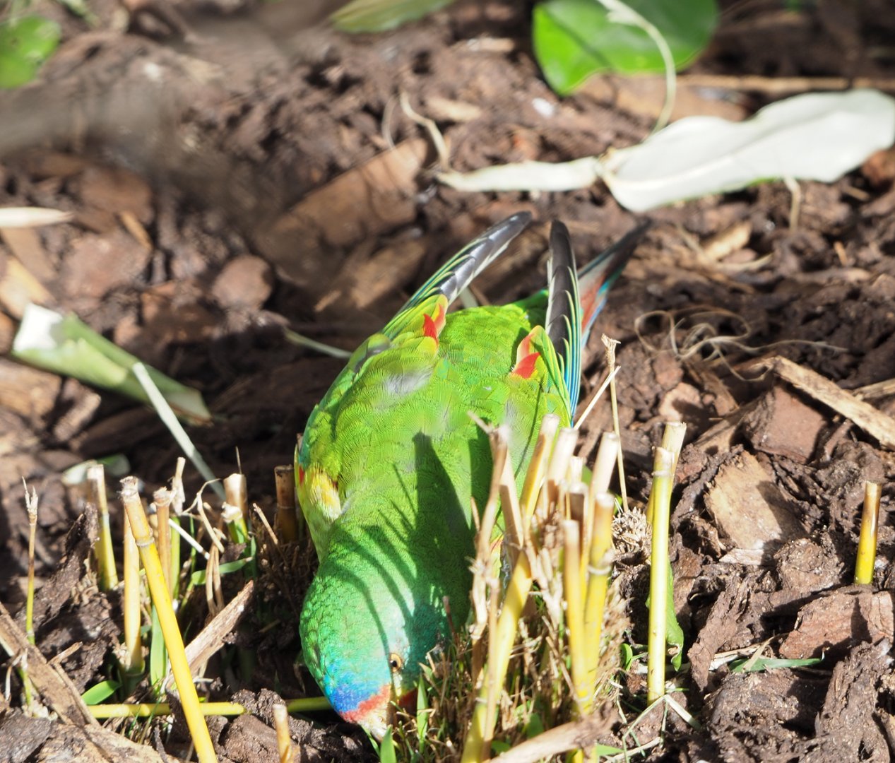 Swift parrot (Lathamus discolor), 2022-03-16