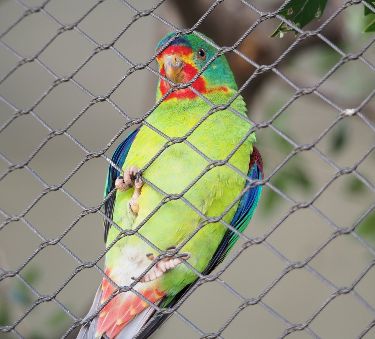 Swift parrot (Lathamus discolor), 2022-03-16