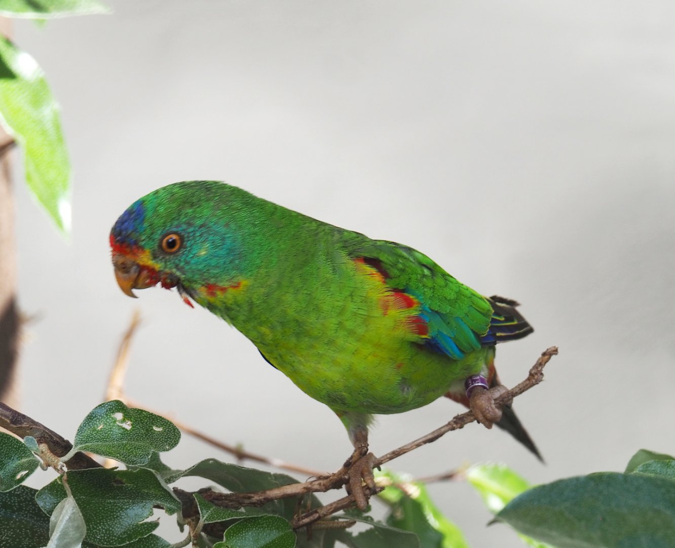 Swift parrot (Lathamus discolor), 2022-05-26