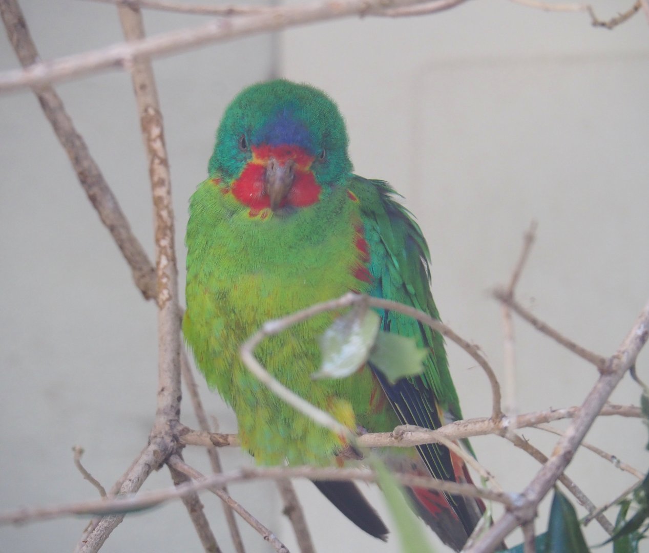 Swift parrot (Lathamus discolor), 2022-05-26