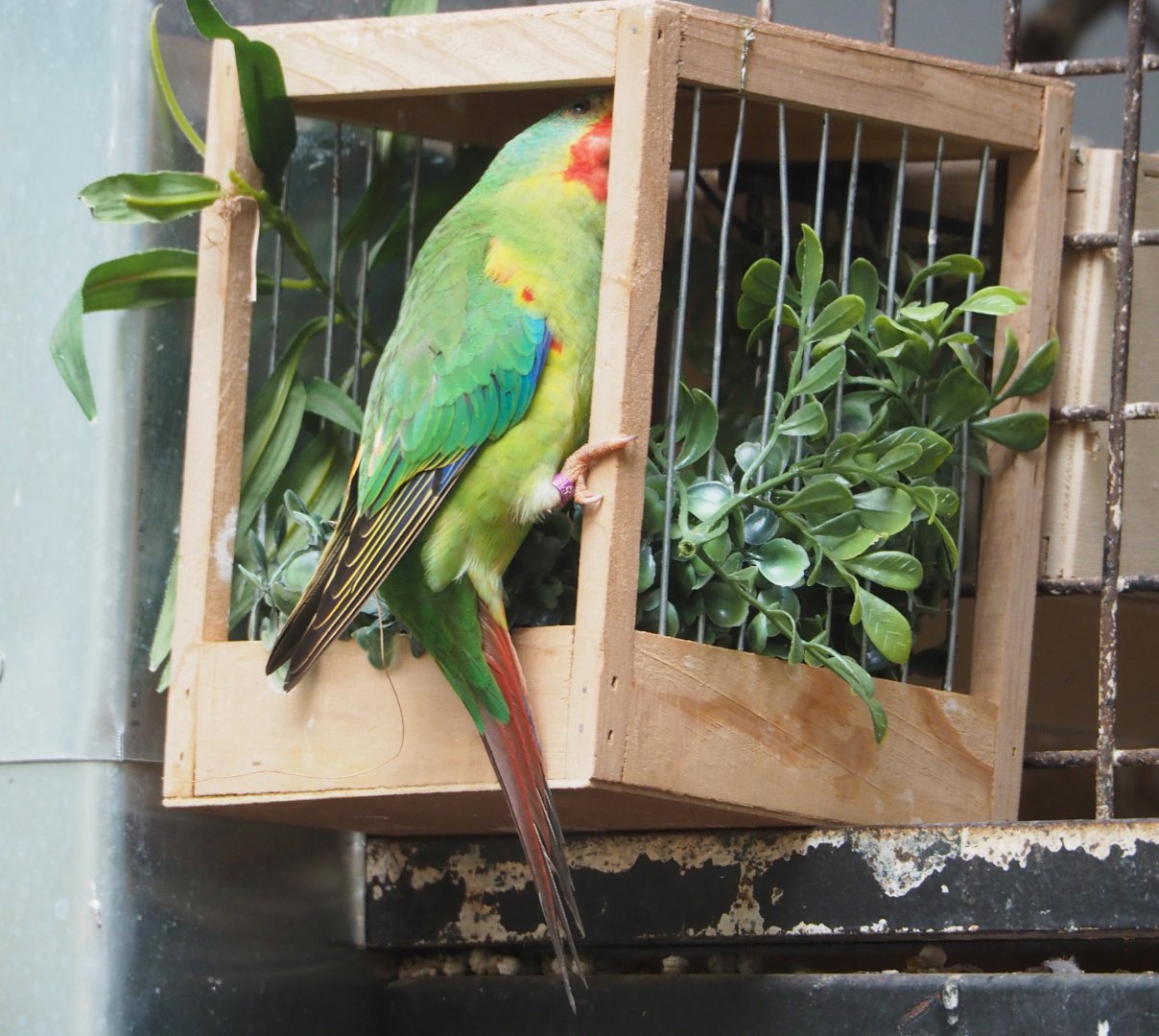 Swift parrot (Lathamus discolor), 2022-05-26
