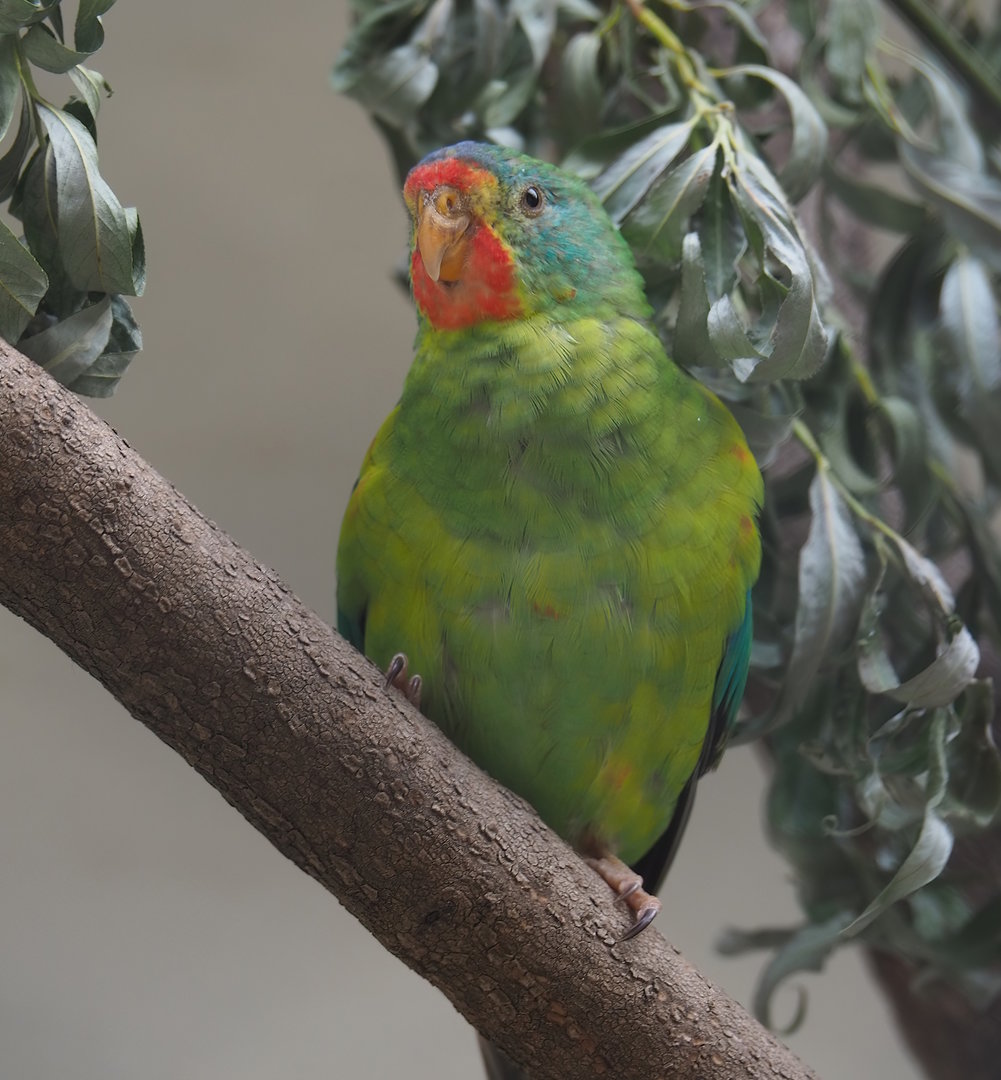 Swift parrot (Lathamus discolor), 2022-07-10