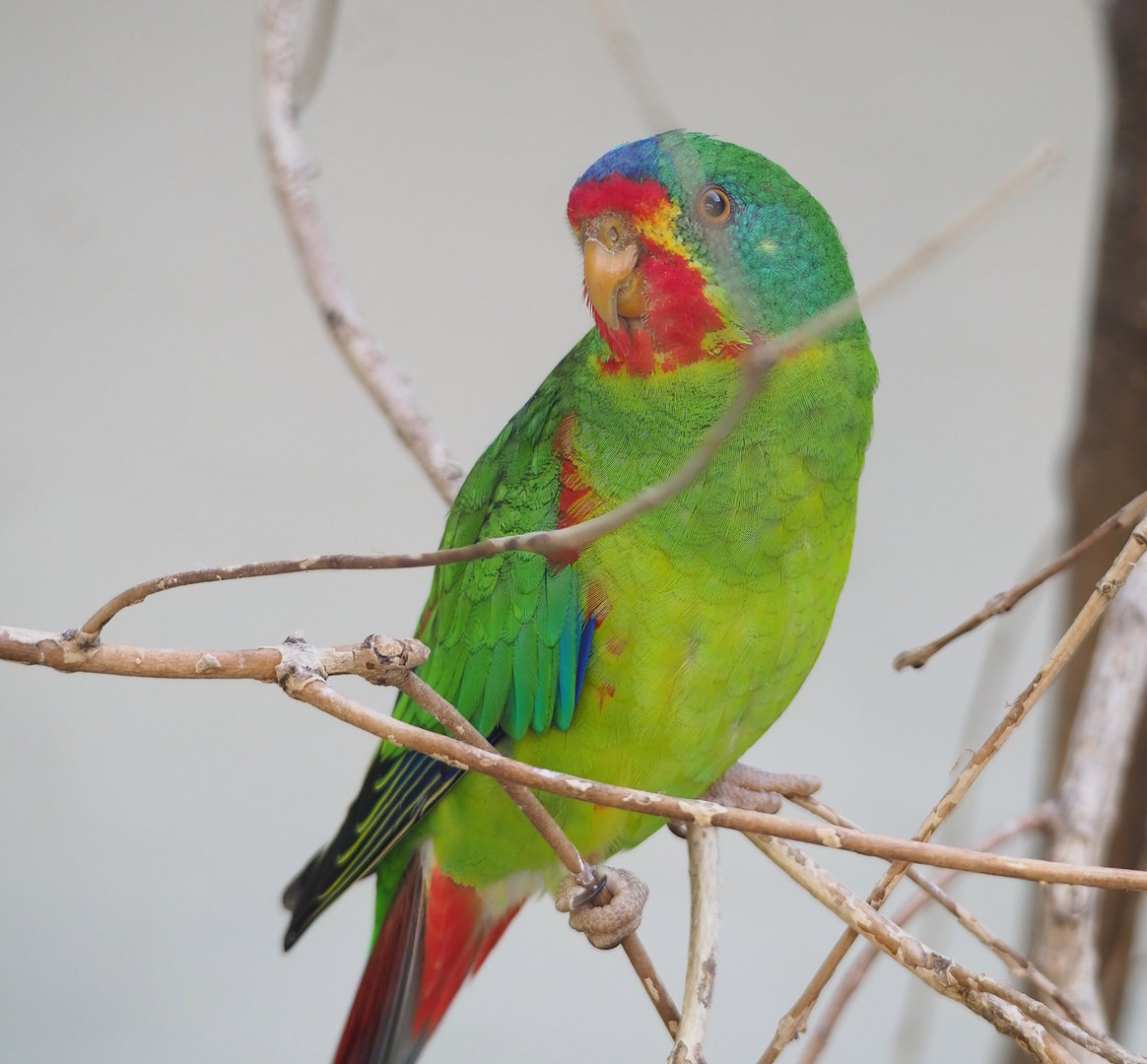 Swift parrot (Lathamus discolor), 2022-08-16