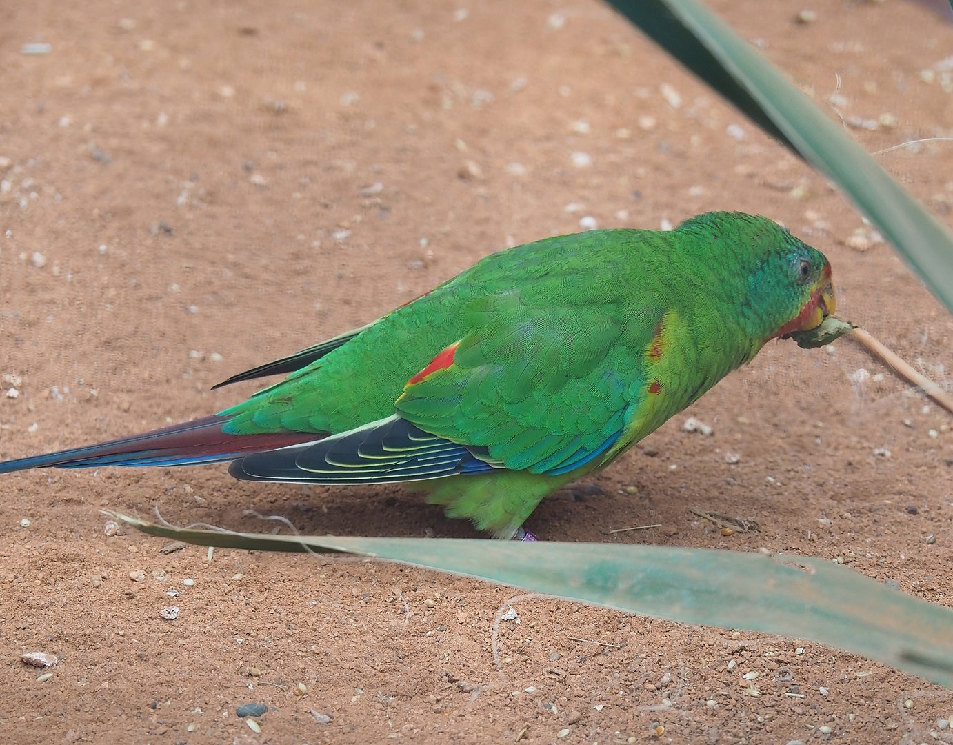 Swift parrot (Lathamus discolor), 2022-08-28