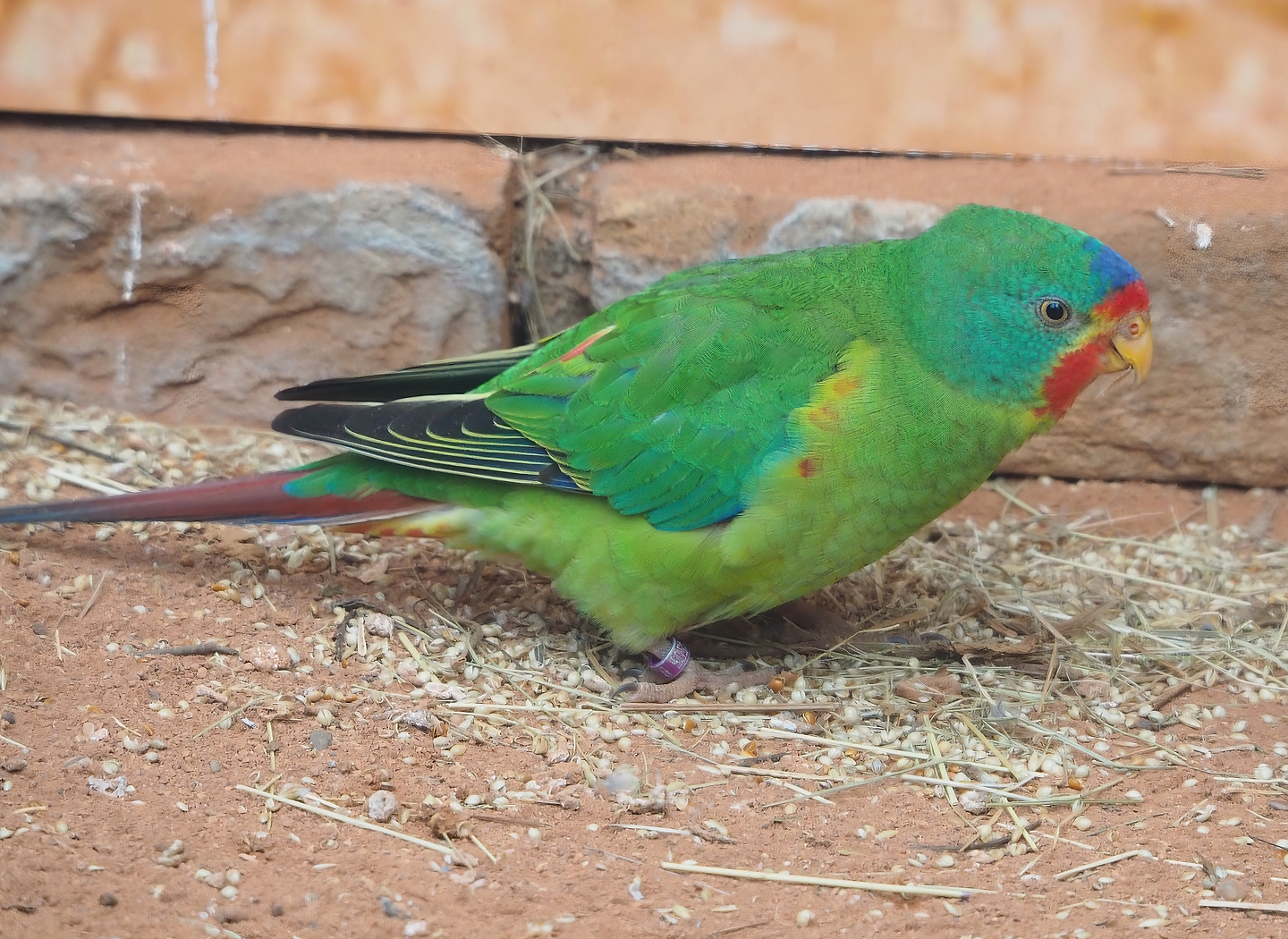 Swift parrot (Lathamus discolor), 2022-08-28