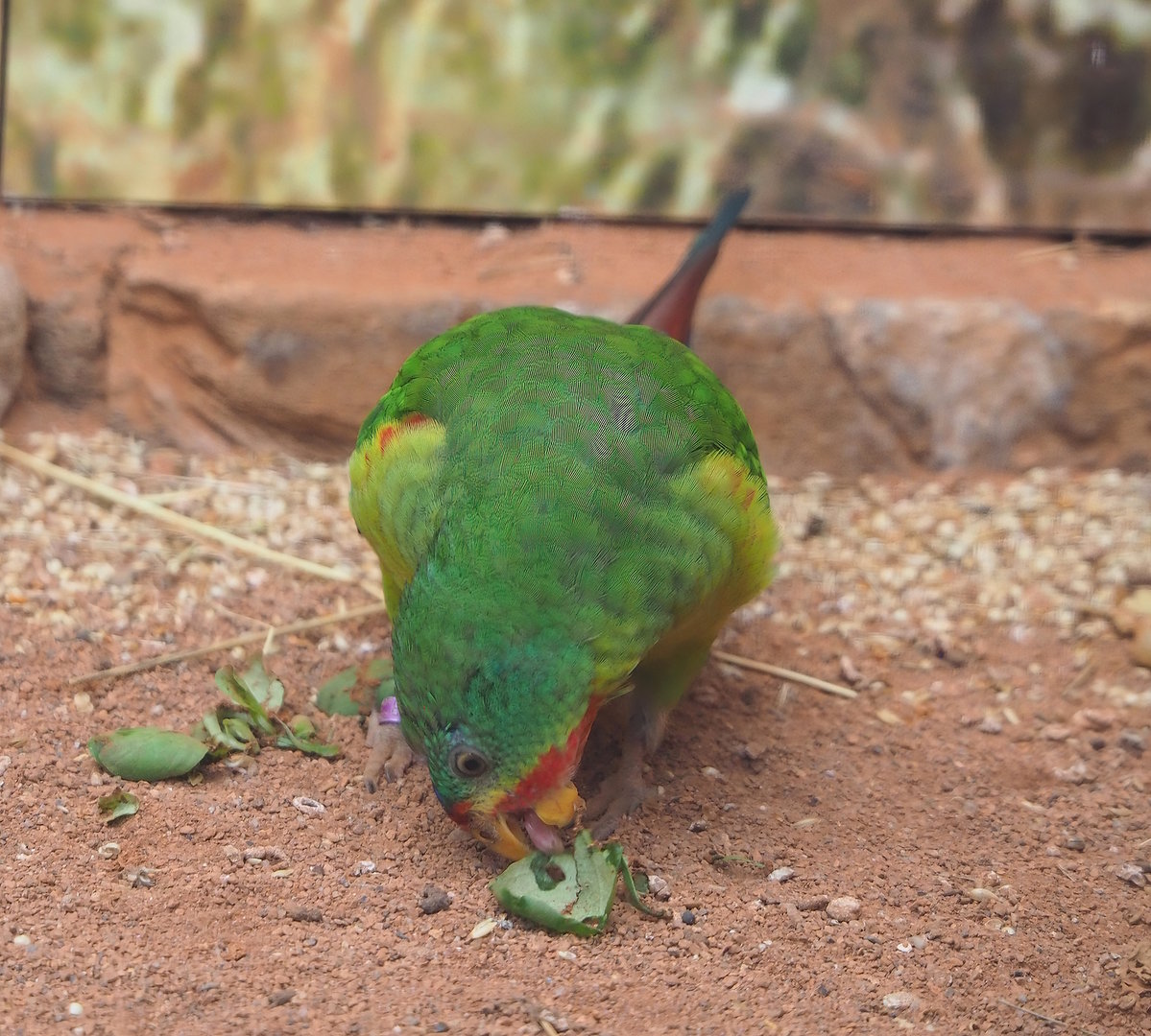 Swift parrot (Lathamus discolor), 2022-08-28