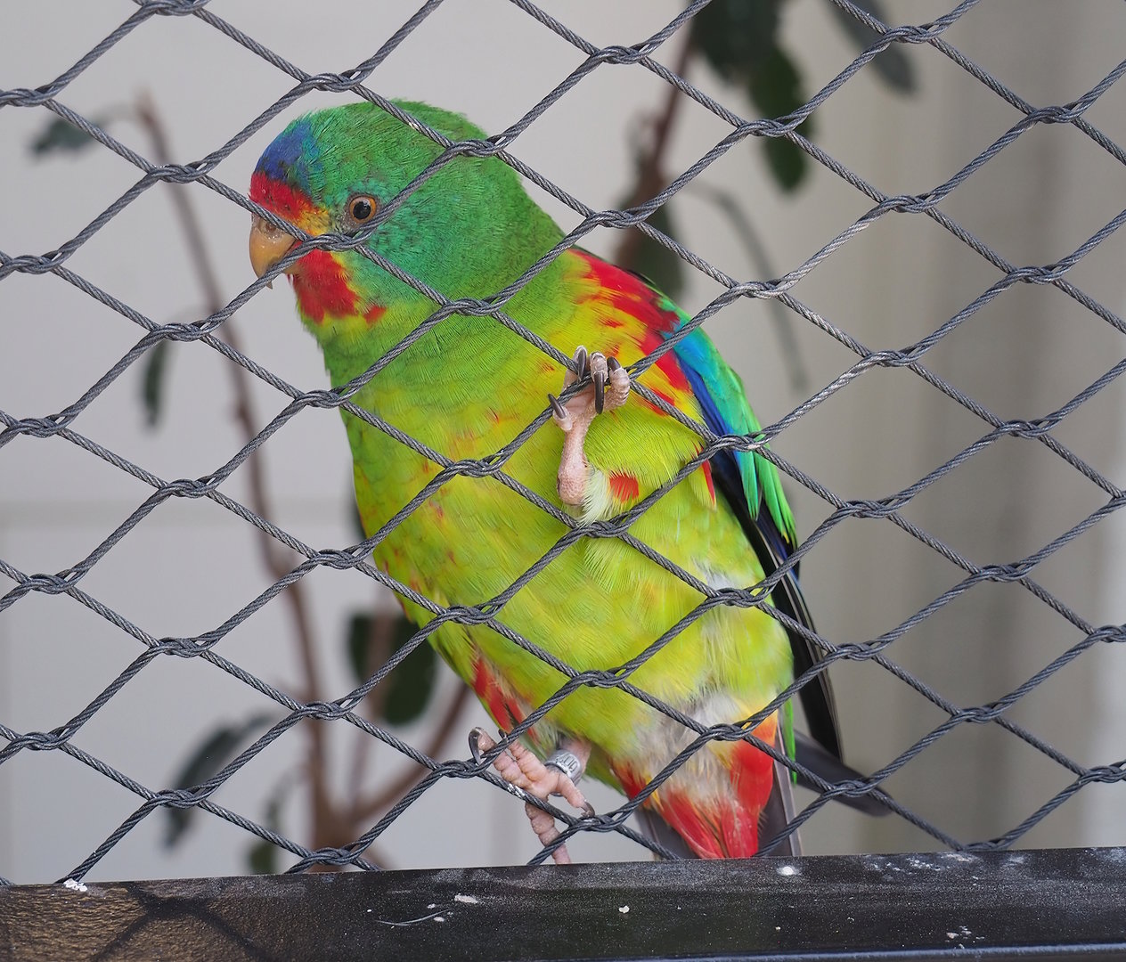 Swift parrot (Lathamus discolor), 2022-09-04