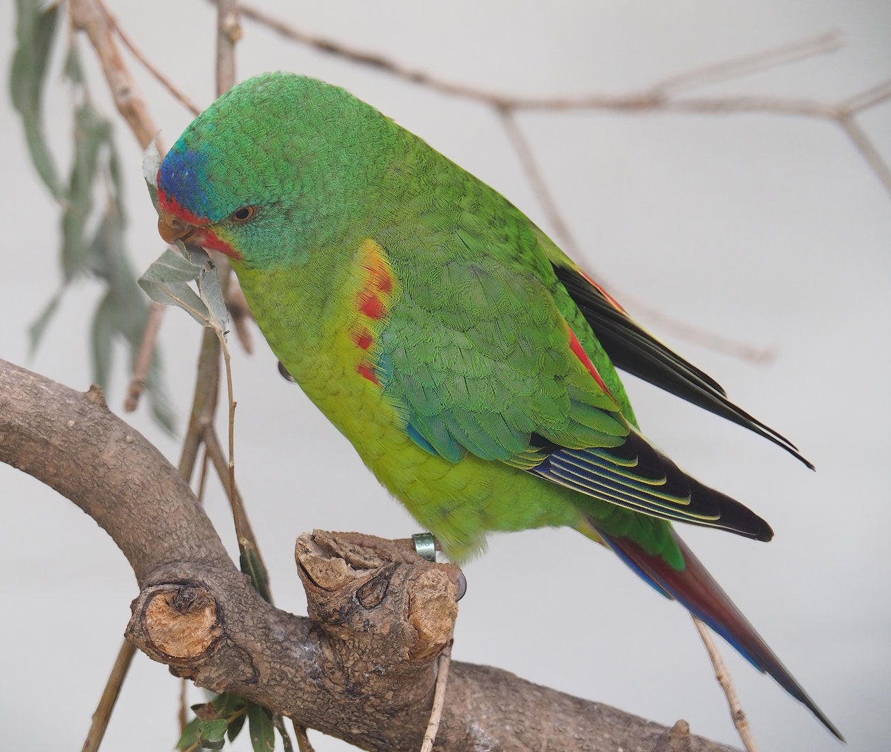 Swift parrot (Lathamus discolor), 2022-09-04