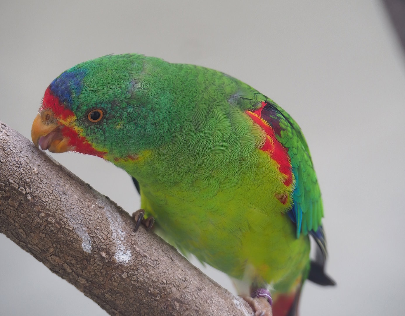 Swift parrot (Lathamus discolor), 2022-09-04