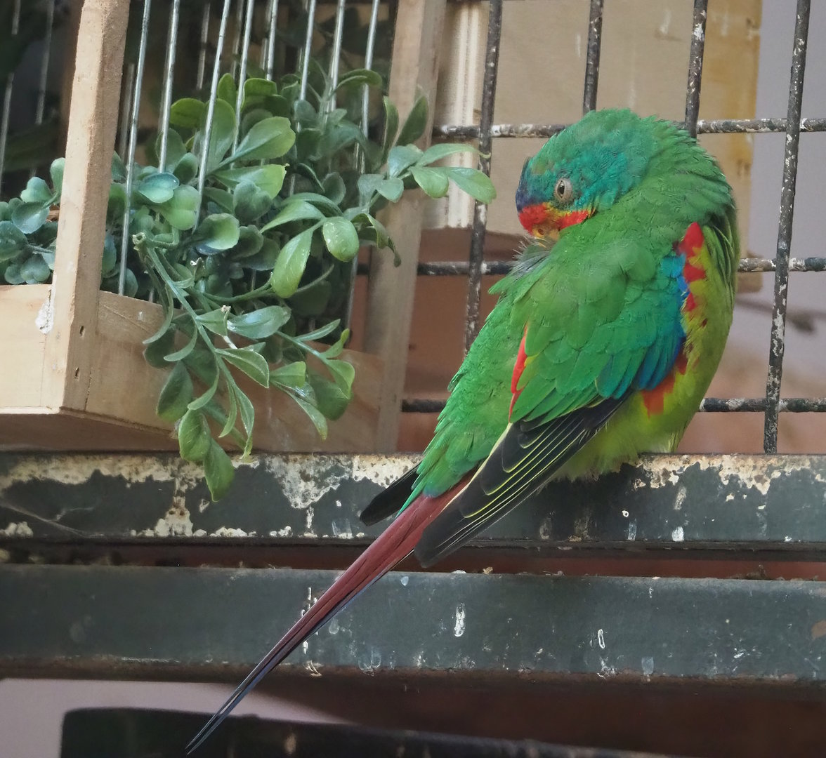 Swift parrot (Lathamus discolor), 2022-09-04