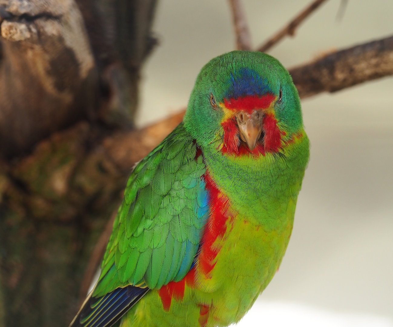 Swift parrot (Lathamus discolor), 2022-10-29