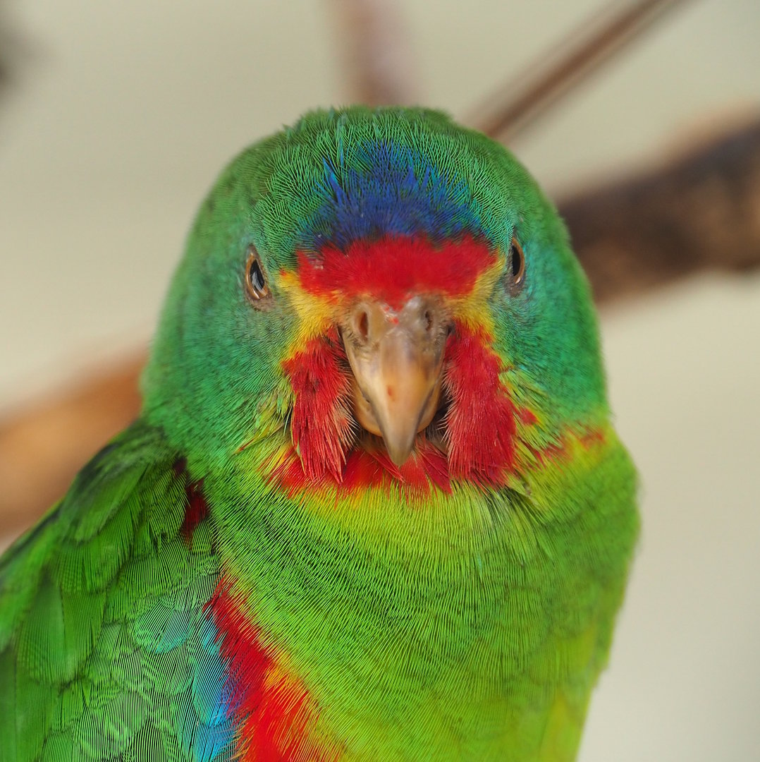 Swift parrot (Lathamus discolor), 2022-10-29