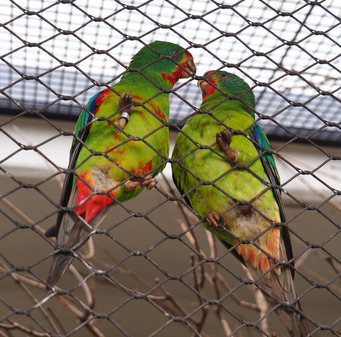 Swift parrot (Lathamus discolor), 2023-04-08