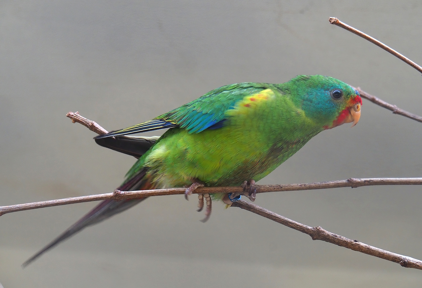 Swift parrot (Lathamus discolor), 2023-07-22