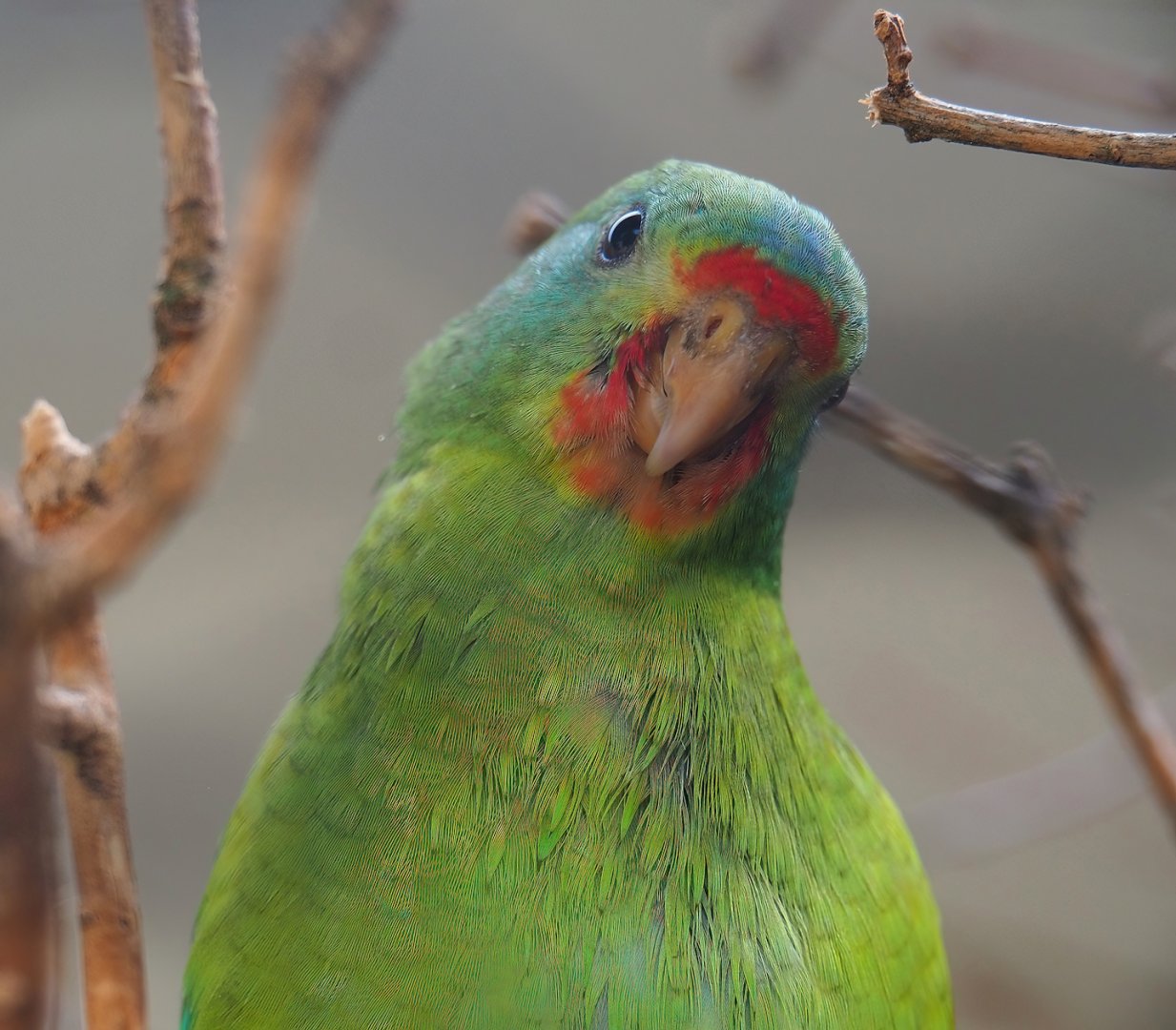 Swift parrot (Lathamus discolor), 2023-07-22