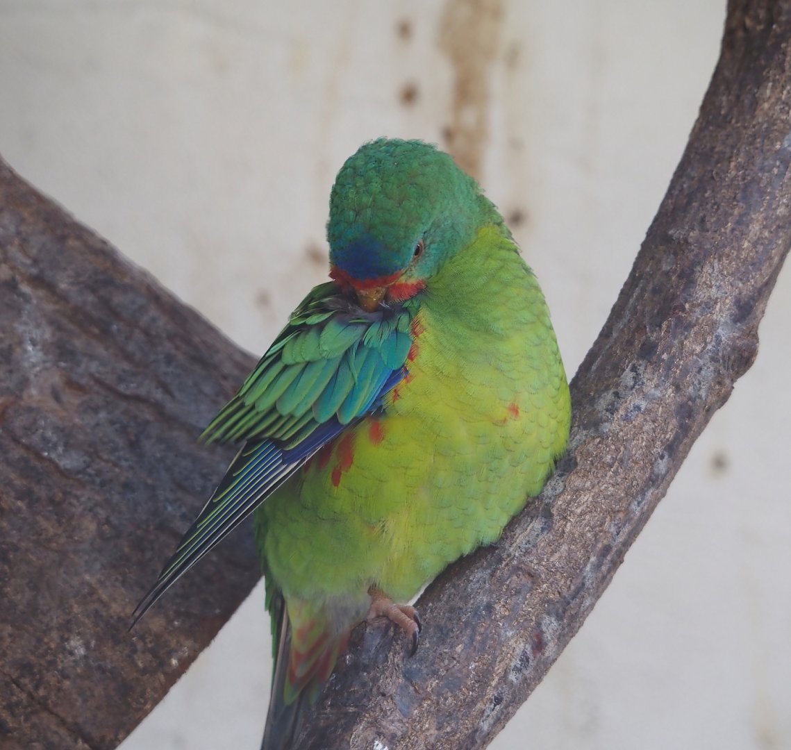 Swift parrot (Lathamus discolor), 2024-03-09