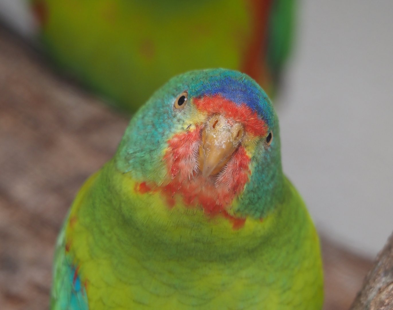 Swift parrot (Lathamus discolor), 2024-03-09