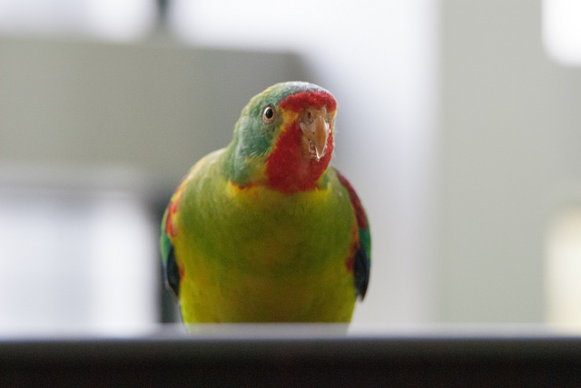 Swift parrot (Lathamus discolor)